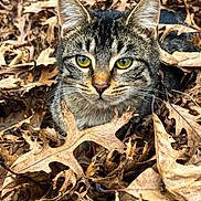 Mabel joined the competition — help win amazing prizes! animal, autumn, brown, camouflage, cat, closeup, fall, feline, fur, leaves, nature, outdoor, pet, portrait, season, tabby, texture, whiskers, wildlife, yellow_eyes