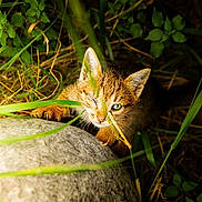 Délos participe au concours pour gagner de l'argent avec cette photo : kitten, cat, one_eye, rock, grass, greenery, nature, outdoor, wildlife, animal, curious, young_animal, fur, eye, whiskers, close_up, sunlight, shadow, plant, leaf