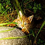 kitten, cat, one_eye, rock, grass, greenery, nature, outdoor, wildlife, animal, curious, young_animal, fur, eye, whiskers, close_up, sunlight, shadow, plant, leaf