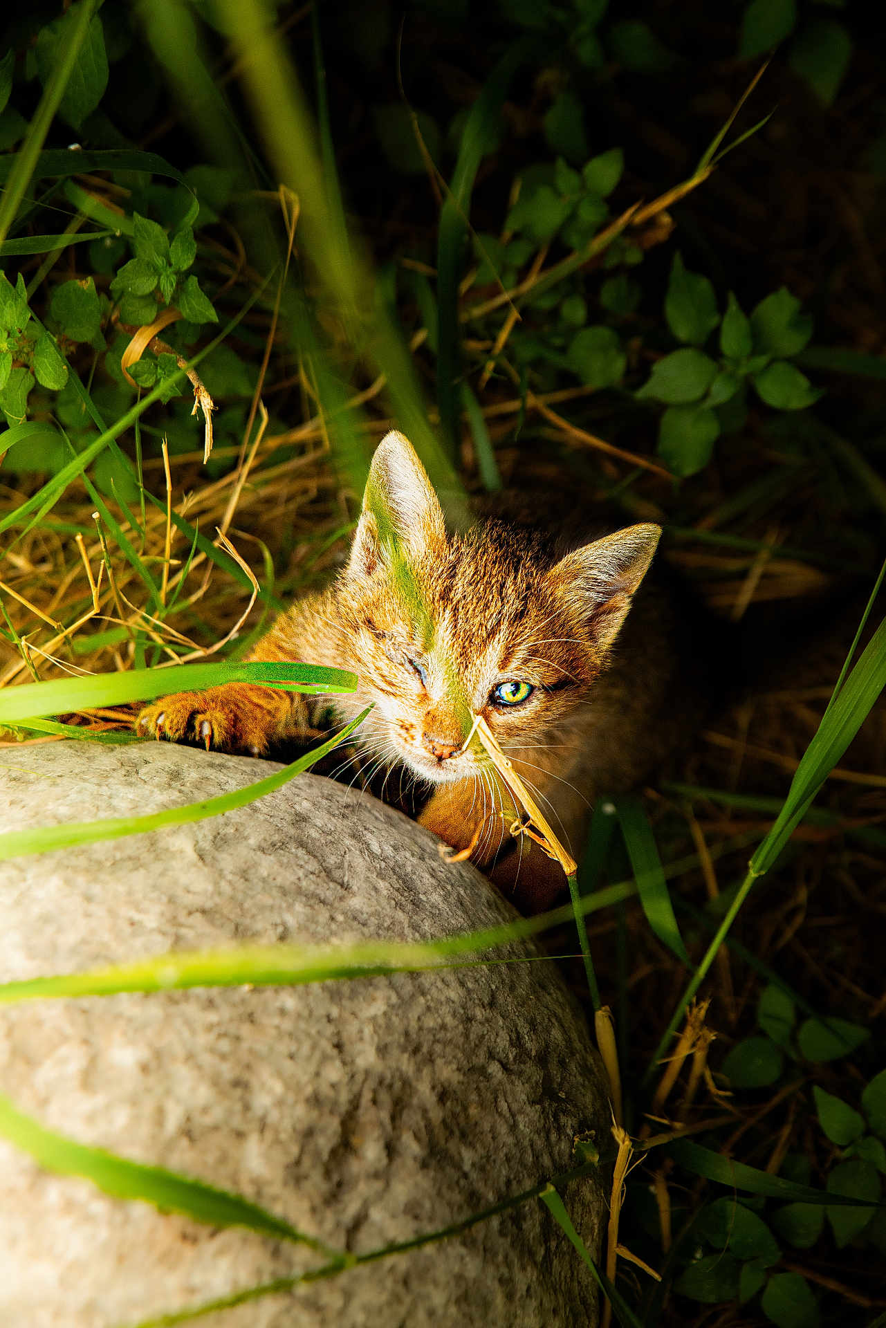 Délos participe au concours pour gagner de l'argent avec cette photo : kitten, cat, one_eye, rock, grass, greenery, nature, outdoor, wildlife, animal, curious, young_animal, fur, eye, whiskers, close_up, sunlight, shadow, plant, leaf