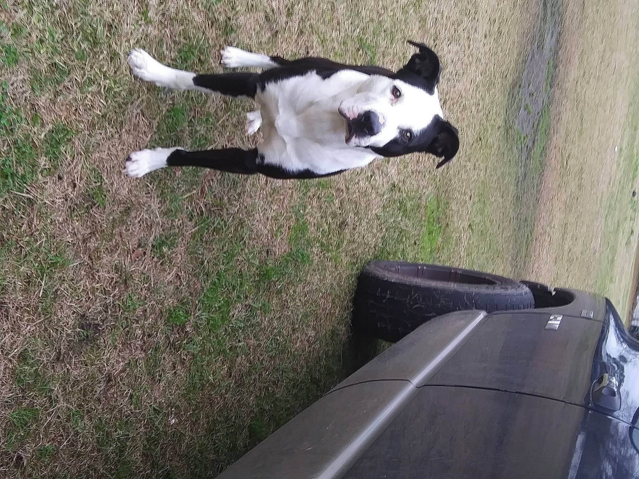 Socks joined the competition — help win amazing prizes! auto_part, automotive_exterior, automotive_tire, automotive_window_part, canidae, carnivore, collar, companion_dog, dog, dog_breed, fender, grass, hood, plant, shadow, sporting_group, tail, vehicle_door, windscreen_wiper, windshield