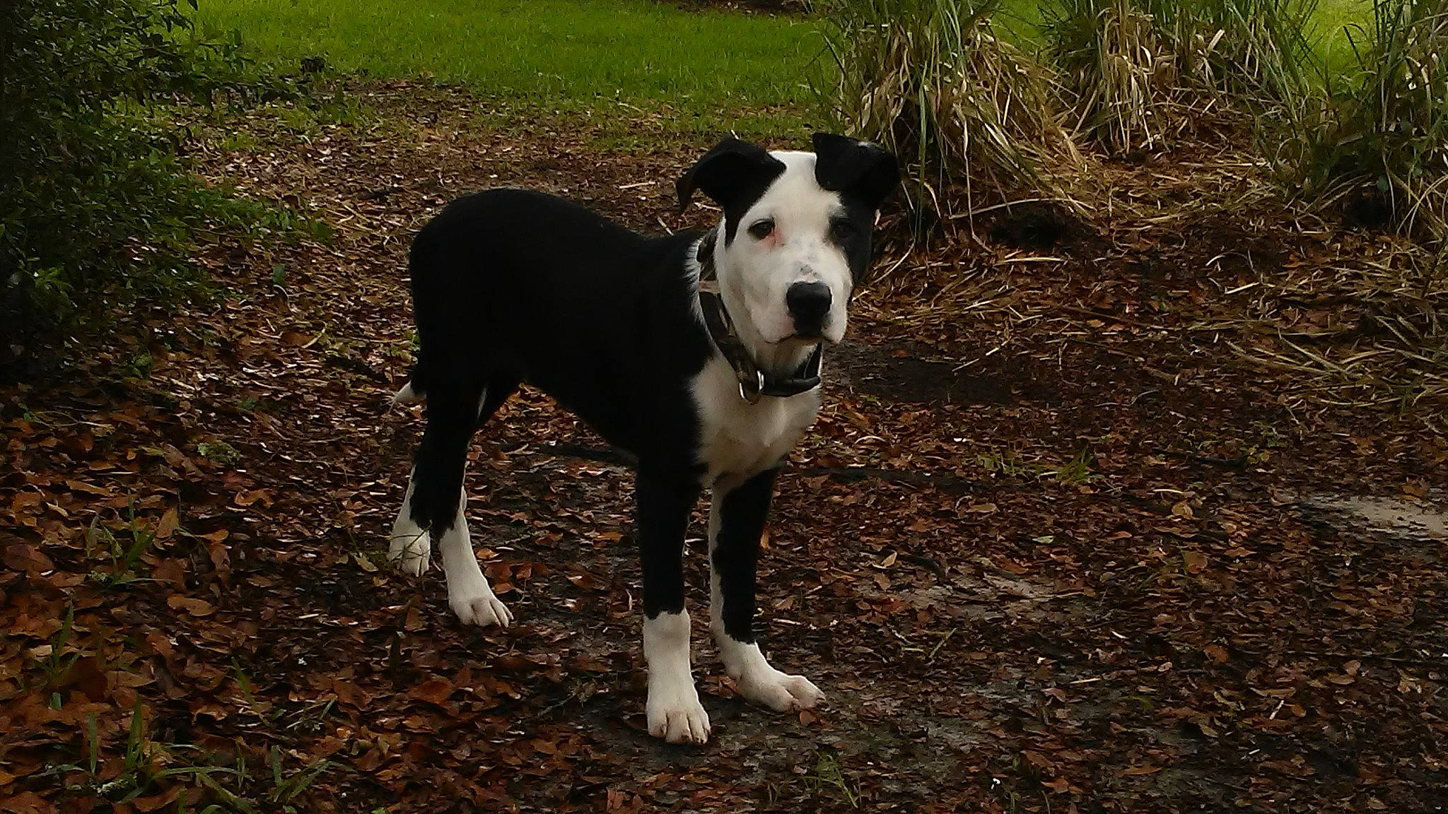 Socks joined the competition — help win amazing prizes! adventure, canidae, carnivore, collar, companion_dog, dog, dog_breed, dog_collar, fawn, grass, hunting_dog, non_sporting_group, pet_supply, plant, snout, soil, sporting_group, tail, working_animal, working_dog