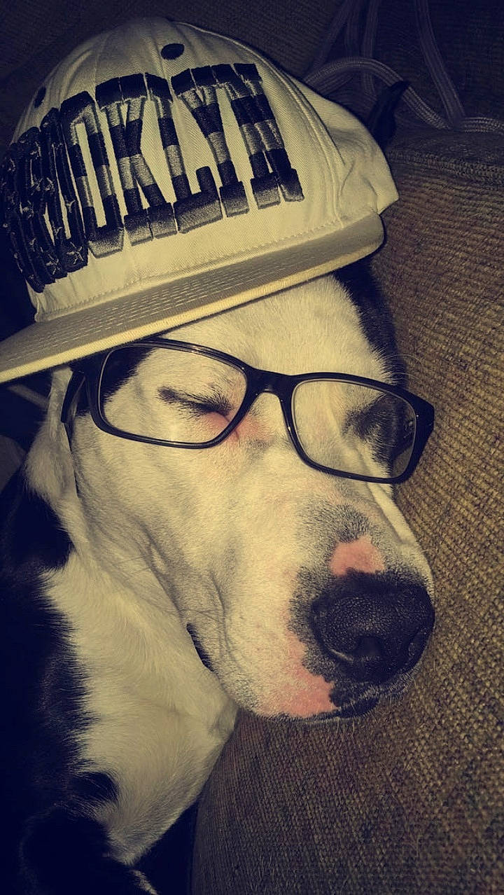 Socks is registered to the contest to win money with this photo: baseball_cap, beard, cap, carnivore, companion_dog, dog, dog_breed, eye, eyebrow, eyewear, facial_hair, glasses, hat, headgear, jaw, personal_protective_equipment, selfie, snout, vision_care, whiskers