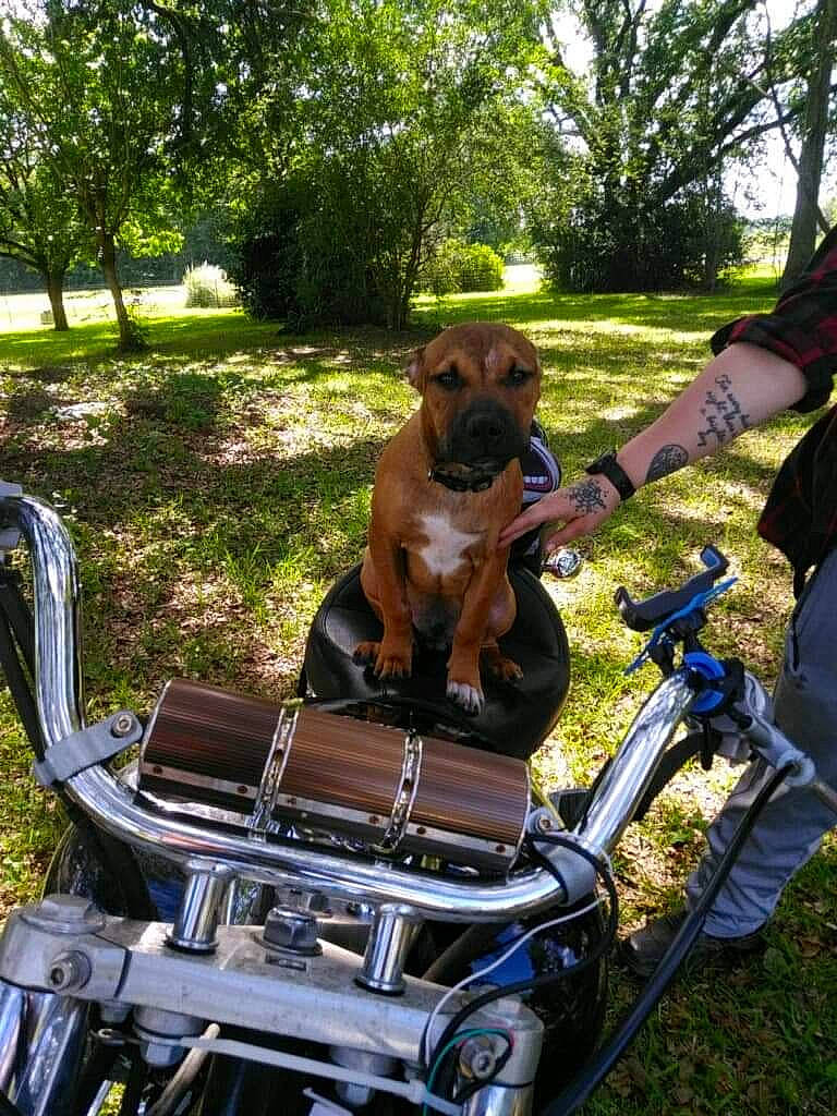 Jace joined the competition — help win amazing prizes! automotive_exterior, automotive_lighting, automotive_tire, bicycle_accessory, bicycle_handlebar, bicycle_saddle, carnivore, companion_dog, dog, fawn, fender, fuel_tank, grass, leisure, motor_vehicle, plant, recreation, tire, tree, vehicle