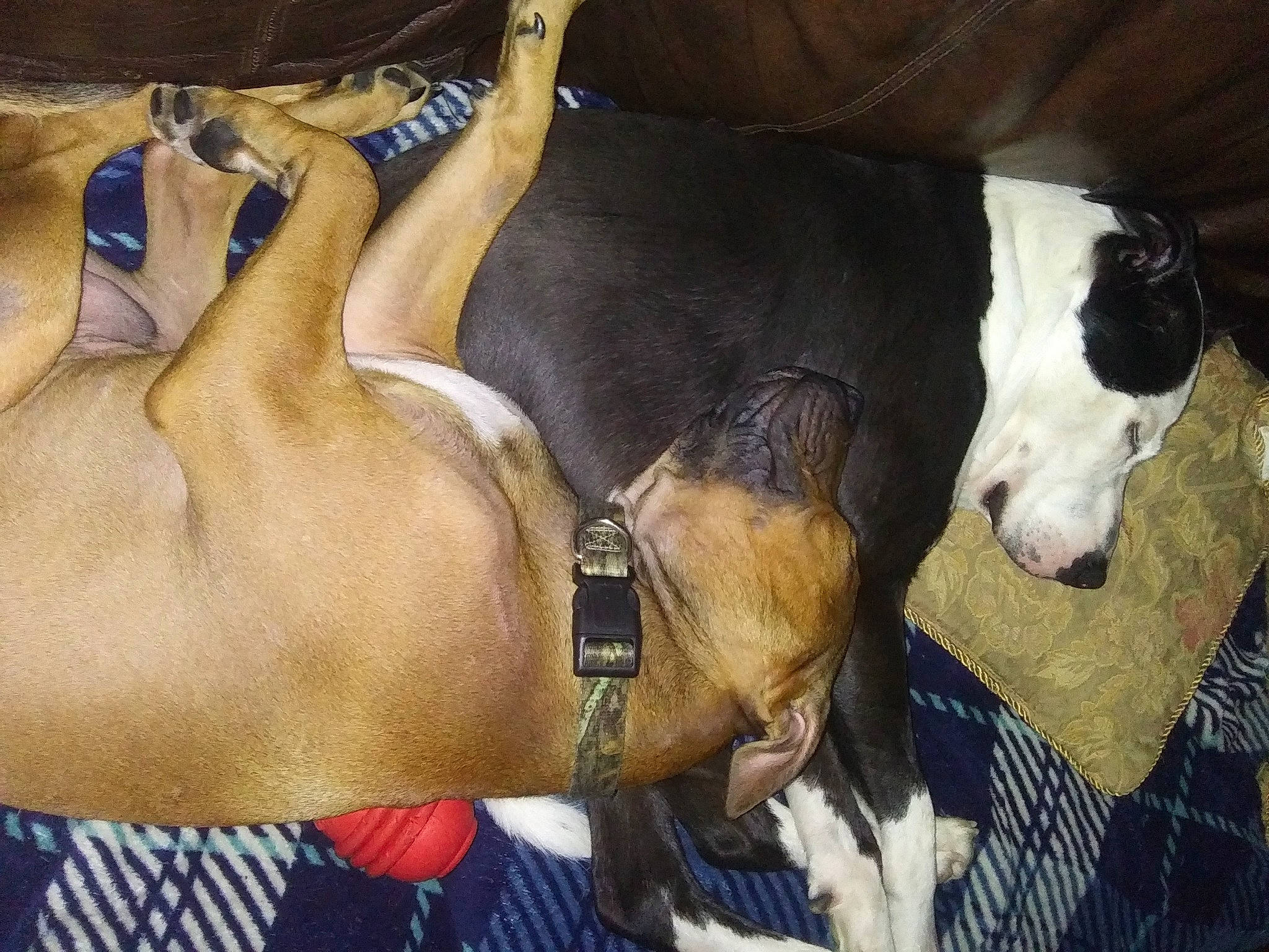 Jace is registered to the contest to win money with this photo: carnivore, collar, comfort, companion_dog, dog, dog_breed, dog_collar, dog_supply, fawn, fur, guard_dog, human_leg, nap, pack_animal, pet_supply, snout, terrestrial_animal, whiskers, working_animal, wrist