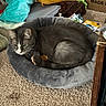 cat, pet_bed, gray_cat, carpet, blanket, cardboard_box, indoor, resting, fur, animal, cozy, curled_up, soft_texture, relaxed, domestic_cat, sleeping_area, household, feline, quiet, comfort