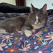 Oscar is registered to the contest to win money with this photo: cat, gray_cat, white_paws, floral_blanket, bed, indoor, window_blinds, relaxed, pet, feline, animal, cozy, resting, sleepy, closeup, domestic_cat, soft_light, paw, fur, cute