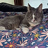 cat, gray_cat, white_paws, floral_blanket, bed, indoor, window_blinds, relaxed, pet, feline, animal, cozy, resting, sleepy, closeup, domestic_cat, soft_light, paw, fur, cute