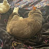 cat, sleeping, blanket, floral_pattern, black_blanket, neon_design, sunlight, cozy, pet, fur, indoor, resting, cute, animal, comfortable, warm_light, relaxing, bed, soft, domestic