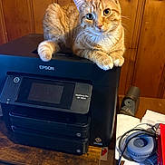Simba is registered to the contest to win money with this photo: cat, orange_tabby, printer, epson, workforce_pro, wooden_wall, desk, headphones, papers, electronics, indoor, pet, feline, curious, resting, closeup, animal, technology, cozy, clutter