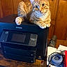 cat, orange_tabby, printer, epson, workforce_pro, wooden_wall, desk, headphones, papers, electronics, indoor, pet, feline, curious, resting, closeup, animal, technology, cozy, clutter
