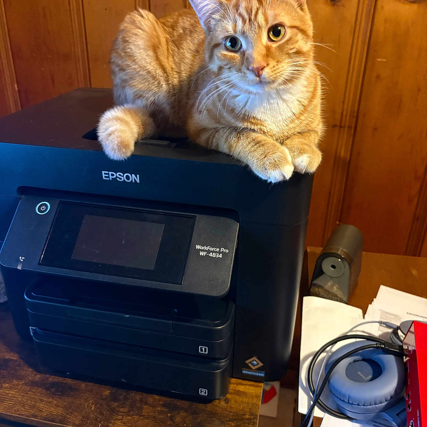 Simba