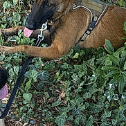 Bianca participe au concours pour gagner de l'argent avec cette photo : dog, puppy, german_shepherd, ivy, greenery, leash, tongue, outdoor, playful, pet, animal, nature, grass, canine, young_dog, fur, ears, tail, resting, collar