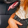 Bianca a rejoint le concours — aidez-le/la à gagner de superbes lots ! dog, canine, pet, car, harness, animal, tongue_out, happy, side_view, human_arm, embrace, inside_vehicle, seat, window, daylight, brown_fur, black_nose, alert, companion, transportation