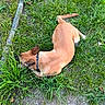 Bianca participe au concours pour gagner de l'argent avec cette photo : dog, grass, outdoor, collar, pet, animal, brown_dog, nature, greenery, resting, curled_up, canine, ground, stone_border, fur, quiet, peaceful, daytime, sniffing, small_dog