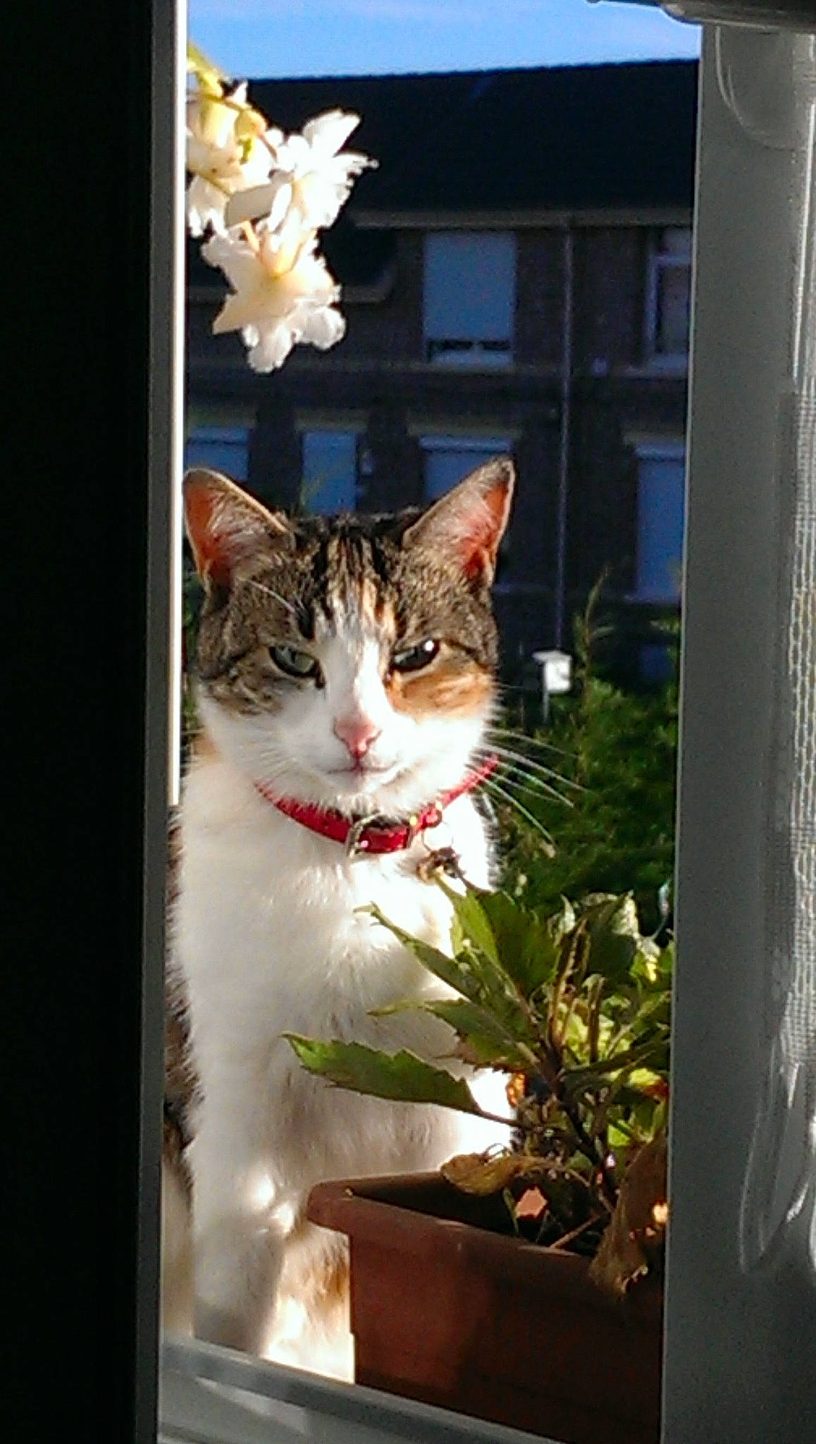 Isa participe au concours pour gagner de l'argent avec cette photo : art, carnivore, cat, domestic_short_haired_cat, door, felidae, fixture, flowerpot, fur, grass, houseplant, interior_design, petal, plant, small_to_medium_sized_cats, tail, tree, whiskers, window