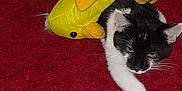 Zorro Blade joined the competition — help win amazing prizes! cat, black_and_white_cat, feline, pet, stuffed_toy, plush_duck, yellow_duck, red_carpet, carpet, paw, whiskers, stretching, indoor, close_up, playful, fur, toy_on_back, sleepy, gaze, toy_eye