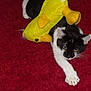 cat, black_and_white_cat, feline, pet, stuffed_toy, plush_duck, yellow_duck, red_carpet, carpet, paw, whiskers, stretching, indoor, close_up, playful, fur, toy_on_back, sleepy, gaze, toy_eye