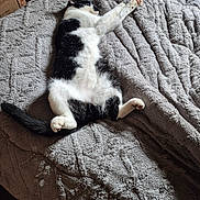 Zorro Blade joined the competition — help win amazing prizes! cat, black_and_white_cat, sleeping, bed, blanket, fur, paw, paw_pads, tail, belly, whiskers, cozy, indoor, nap, relaxed, pet, soft_texture, bedding, home, resting