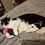 Zorro Blade is registered to the contest to win money with this photo: cat, tuxedo_cat, pet, coca_cola, bottle, soda, blanket, bed, indoor, relaxed, lying_down, paws, whiskers, black_and_white, cozy, portrait, close_up, playful, fur, nap