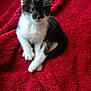 kitten, cat, black_and_white_cat, tuxedo_cat, pet, whiskers, red_blanket, blanket, cozy, sitting, paws, fur, gaze, portrait, indoor, domestic_animal, young, cute, feline, closeup