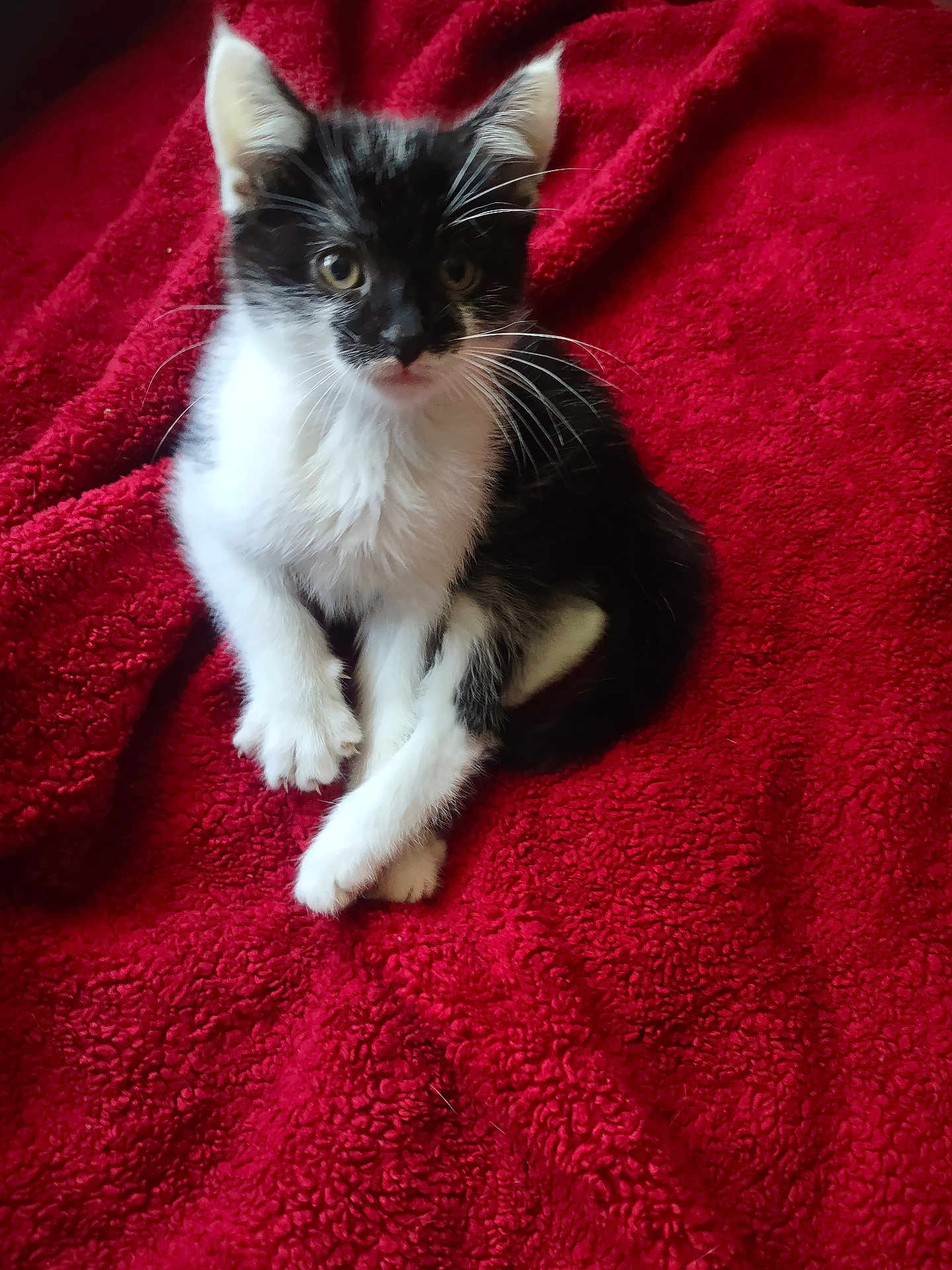 Zorro Blade joined the competition — help win amazing prizes! kitten, cat, black_and_white_cat, tuxedo_cat, pet, whiskers, red_blanket, blanket, cozy, sitting, paws, fur, gaze, portrait, indoor, domestic_animal, young, cute, feline, closeup