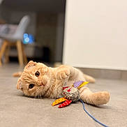 Uno participe au concours pour gagner de l'argent avec cette photo : cat, kitten, scottish_fold, orange_cat, toy_mouse, playing, indoor, floor, curious, pet, animal, cute, feline, whiskers, paw, lying_down, close_up, young, domestic_cat, soft_focus