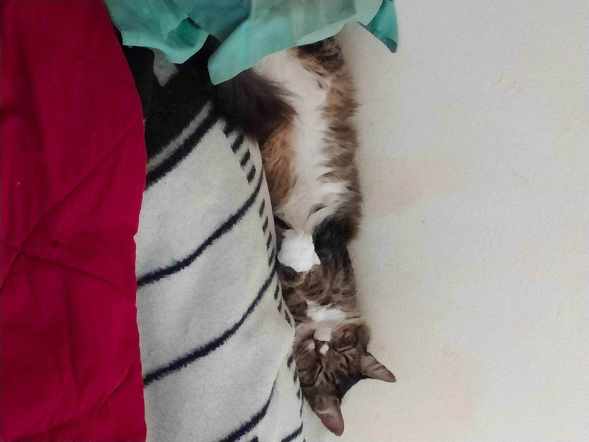 Tucker joined the competition — help win amazing prizes! bag, carnivore, cat, claw, dog_breed, domestic_short_haired_cat, fashion_accessory, felidae, fur, human_leg, jacket, leash, linens, paw, sleeve, small_to_medium_sized_cats, tail, tree, whiskers, wool