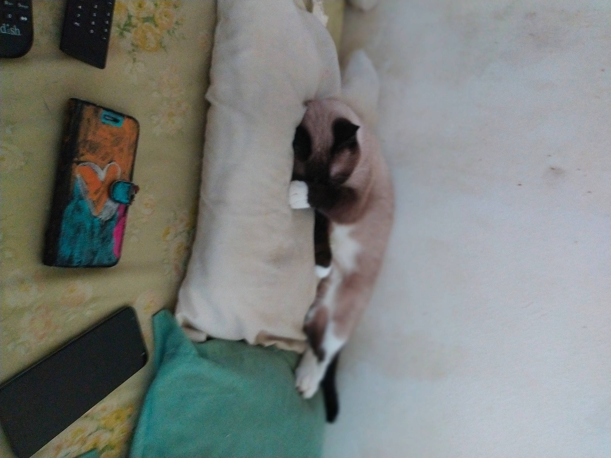 Malachi is registered to the contest to win money with this photo: balinese, canidae, carnivore, cat, cat_supply, comfort, companion_dog, dog_breed, domestic_short_haired_cat, fawn, felidae, flooring, fur, linens, pet_supply, siamese, small_to_medium_sized_cats, sporting_group, tail, whiskers