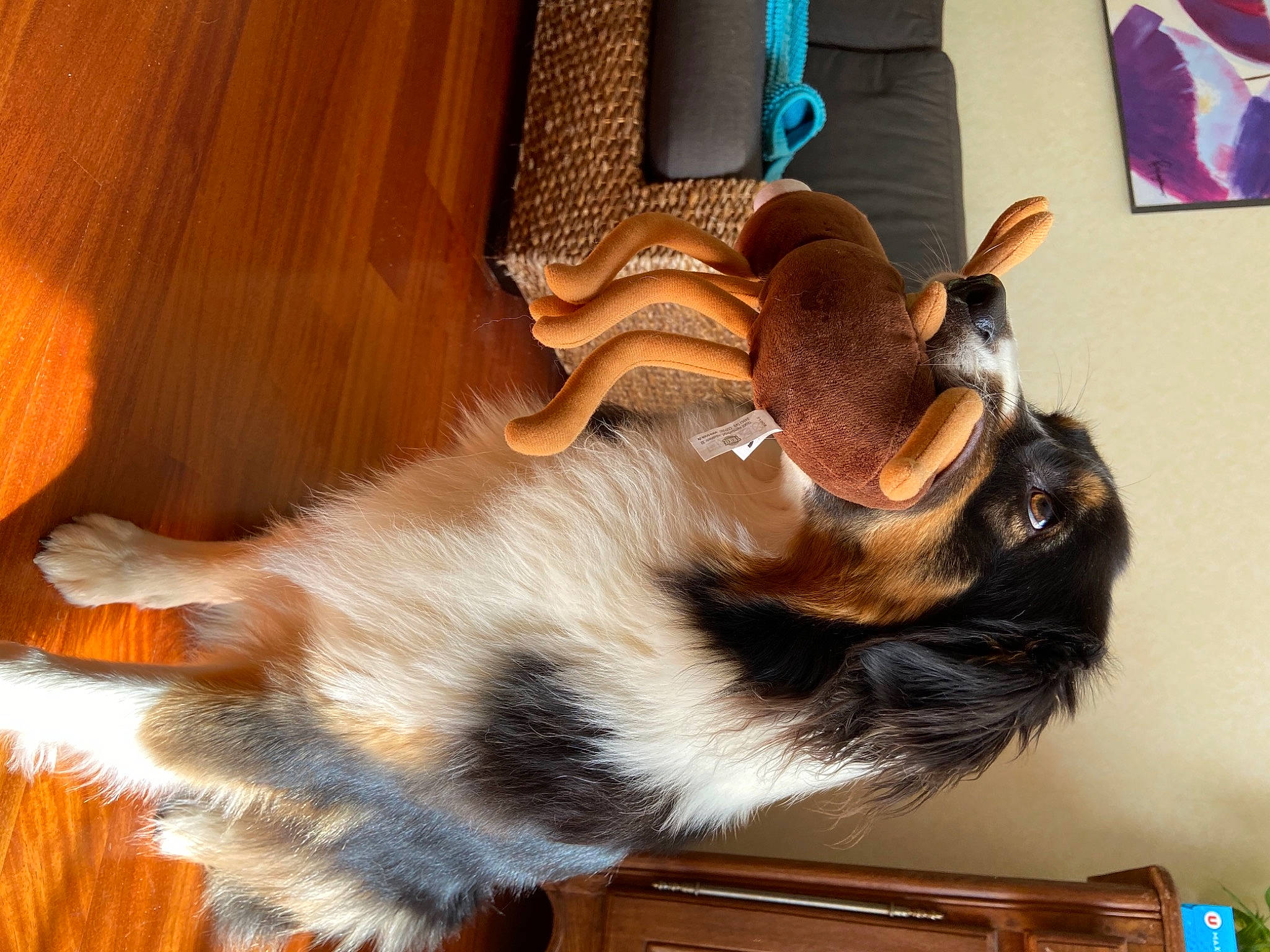 Orca participe au concours pour gagner de l'argent avec cette photo : canidae, carnivore, claw, companion_dog, dog_breed, domestic_short_haired_cat, fawn, felidae, fur, hardwood, paw, room, small_to_medium_sized_cats, snout, sporting_group, tail, terrestrial_animal, whiskers, wood, wood_stain