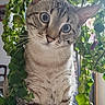 cat, tabby, blue_eyes, plant, greenery, indoor, curious, sitting, countertop, houseplant, leaf, pet, whiskers, feline, portrait, domestic_animal, closeup, nature, cute, animal