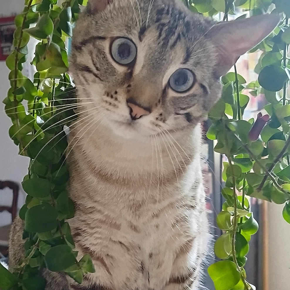 Astro participe au concours pour gagner de l'argent avec cette photo : cat, tabby, blue_eyes, plant, greenery, indoor, curious, sitting, countertop, houseplant, leaf, pet, whiskers, feline, portrait, domestic_animal, closeup, nature, cute, animal