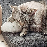 Astro a rejoint le concours — aidez-le/la à gagner de superbes lots ! cat, tabby, sleeping, pet, indoor, cozy, blanket, soft, fur, whiskers, toy, resting, comfort, cute, animal, relaxing, feline, paw, nap, quiet
