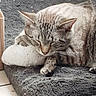 cat, tabby, sleeping, pet, indoor, cozy, blanket, soft, fur, whiskers, toy, resting, comfort, cute, animal, relaxing, feline, paw, nap, quiet