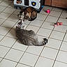Astro a rejoint le concours — aidez-le/la à gagner de superbes lots ! cat, tile_floor, pet_toys, cardboard_house, indoor, feline, striped_cat, tabby_cat, play, resting, curious, domestic_animal, pet, flooring, colorful, box, animal_toys, wooden_cabinet, home, cute