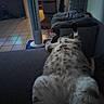 Astro participe au concours pour gagner de l'argent avec cette photo : cat, indoor, couch, furniture, fan, tile_floor, relaxing, spotted_cat, pet, stretching, cozy, home, animal, fur, living_room, soft_lighting, resting, domestic, tabby, comfortable