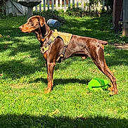 Zeus joined the competition — help win amazing prizes! dog, brown_dog, standing, outdoors, backyard, grass, garden, harness, pet, animal, sunlight, green_toy, fence, birdbath, house, lawn, profile_view, short_hair, alert, domestic_animal