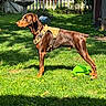 dog, brown_dog, standing, outdoors, backyard, grass, garden, harness, pet, animal, sunlight, green_toy, fence, birdbath, house, lawn, profile_view, short_hair, alert, domestic_animal