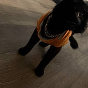 Midnight is registered to the contest to win money with this photo: cat, black_cat, pet, animal, orange_clothing, costume, gold_chain, collar, whiskers, ears, eyes, sitting, standing, indoor, living_room, wood_floor, couch, furniture, portrait, fashion
