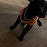 cat, black_cat, pet, animal, orange_clothing, costume, gold_chain, collar, whiskers, ears, eyes, sitting, standing, indoor, living_room, wood_floor, couch, furniture, portrait, fashion