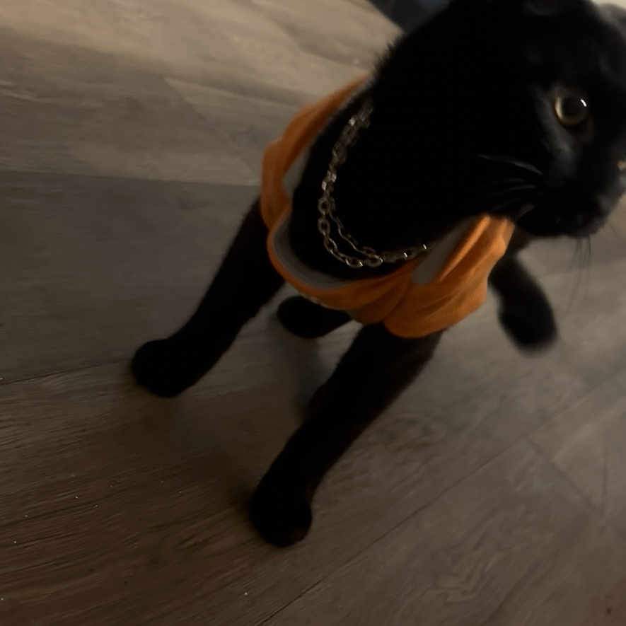 Midnight is registered to the contest to win money with this photo: cat, black_cat, pet, animal, orange_clothing, costume, gold_chain, collar, whiskers, ears, eyes, sitting, standing, indoor, living_room, wood_floor, couch, furniture, portrait, fashion
