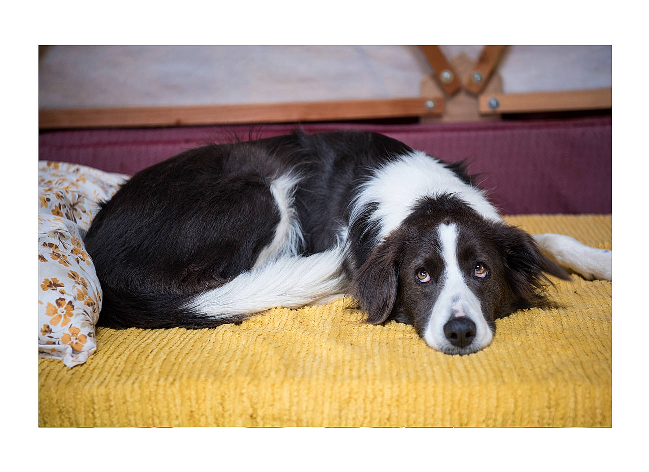 Boris participe au concours pour gagner de l'argent avec cette photo : border_collie, bored, canidae, carnivore, comfort, companion_dog, dog, dog_breed, fur, gun_dog, herding_dog, rectangle, snout, sporting_group, terrestrial_animal, working_animal, working_dog