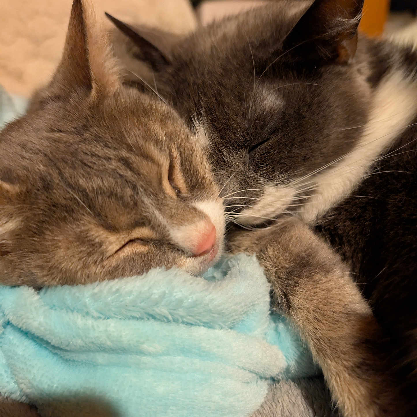Olive Et Nougat a rejoint le concours — aidez-le/la à gagner de superbes lots ! abyssinian, animal, armchair, blanket, cat, chair, clothing, couch, furniture, hardwood, homedecor, kitten, linen, manx, person, pet, siamese, sleeping, towel, wood