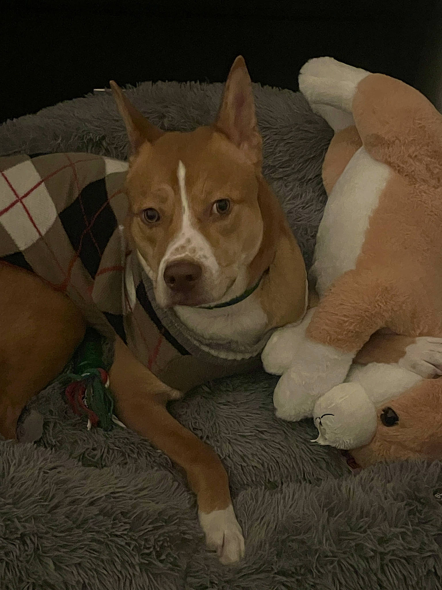 Hachi joined the competition — help win amazing prizes! ancient_dog_breeds, art, carnivore, comfort, companion_dog, dog, dog_breed, fawn, flooring, non_sporting_group, paw, tail, terrestrial_animal, toy_dog, whiskers, working_animal