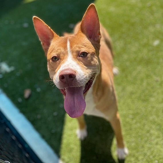 Hachi joined the competition — help win amazing prizes! ancient_dog_breeds, basenji, canidae, carnivore, collar, companion_dog, dog, dog_breed, dog_sports, fawn, flyball, grass, herding_dog, hound, snout, sporting_group, terrestrial_animal, whiskers, working_animal, working_dog