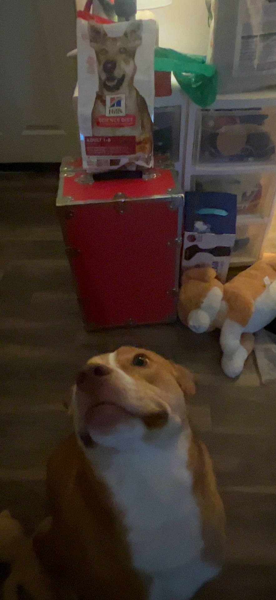 Hachi joined the competition — help win amazing prizes! box, canidae, carnivore, carton, companion_dog, dog, dog_breed, fawn, flooring, fur, packing_materials, pet_supply, plastic, plastic_bag, room, snout, sporting_group, toy, wood, working_animal