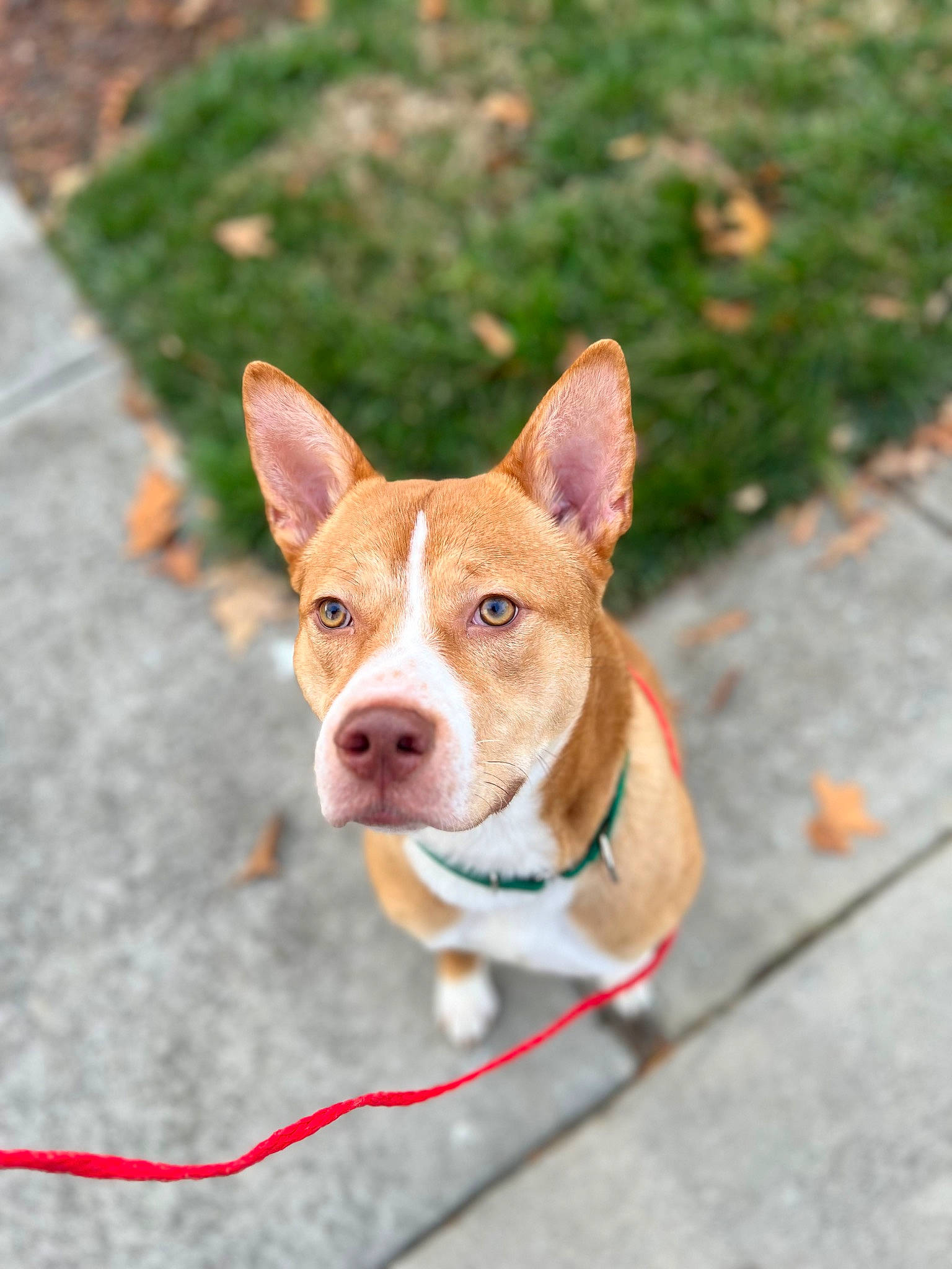 Hachi is registered to the contest to win money with this photo: basenji, canidae, carnivore, collar, companion_dog, dog, dog_breed, dog_collar, dog_sports, dog_supply, fawn, pet_supply, road_surface, sidewalk, snout, sporting_group, tail, terrestrial_animal, whiskers, working_animal
