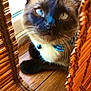 Simon joined the competition — help win amazing prizes! animal_portrait, bamboo, blue_eyes, bow_tie, brown_fur, cat, close_up, curious, curtain, cute, domestic_animal, feline, indoor, looking_up, pet, relaxed, soft_light, striped_bow_tie, whiskers, wooden_floor