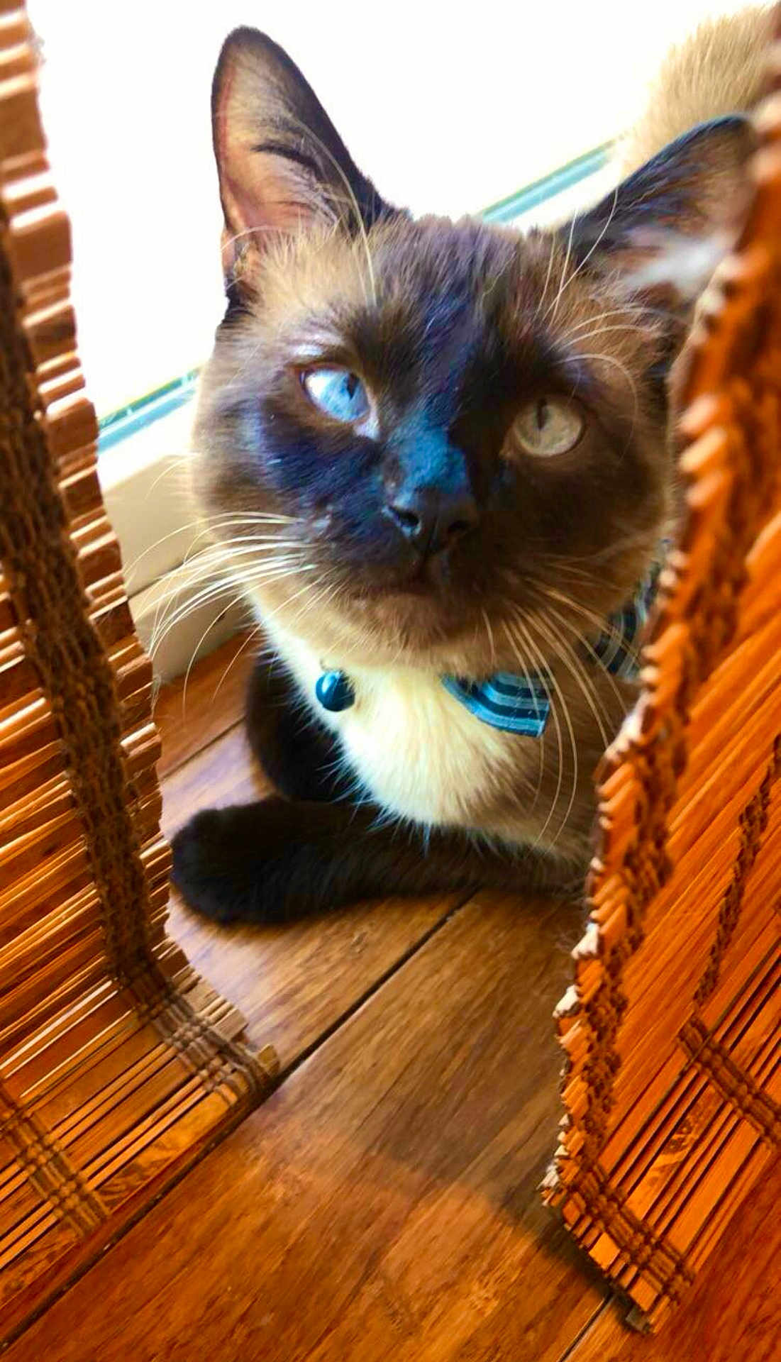 Simon