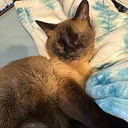 Simon joined the competition — help win amazing prizes! animal, blanket, cat, closeup, comfort, cozy, cute, domestic_animal, fur, furry, indoor, mammal, paw, pet, relaxed, resting, siamese_cat, sleepy, soft_texture, whiskers
